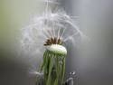 Dandilion Cap