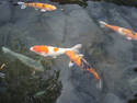 Koi 