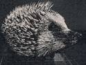 Wet Textured Hedgehog