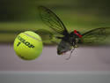 Tennis Champion Buggy T