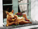 Roast Pig on a Sill