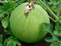 Mellon-Girl