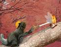 Fireman Squirrel