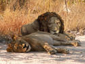 Resting Lions