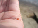 Tiny Crab