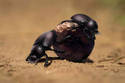 Dung Beetles