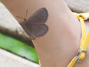 Butterfly Tattoo