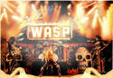 wasp