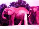 Pink elephants