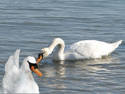 Baby Swan