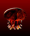 Magma Jellyfish