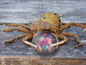 Fortune telling crab