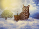 Sky Cat