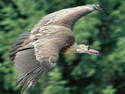 Vulture