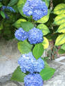 Growing Hydrangeas