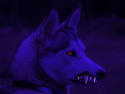 purple snarl