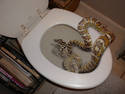 Toilet Snake Surprise!