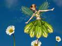 Fairy