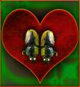 Stag Beetles in Love