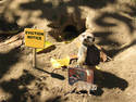 Meerkat Eviction