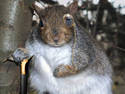 Grandfather Squirrel