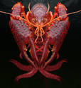 DEMON LOBSTER