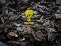 Tweety in the Woods