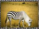 ZEBRA CROSSING