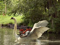 Swan Boat