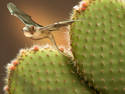 Cactus Dragon