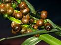 Cherry Pumpkins