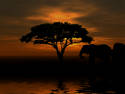 African Sunset