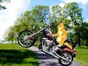 Cat biker?