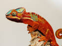 Fiery Gecko Chameleon