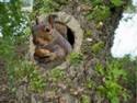 squirrel.home