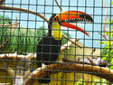 Toucanus Carnivorous 