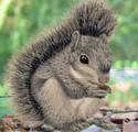 squirrel