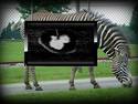 Bad Zebra!