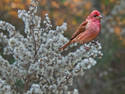 Purple Finch