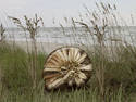 Sea Shell