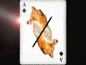 playing card