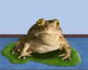 THE HYPNOTOAD...(gif)