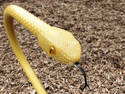 Yellow Snake