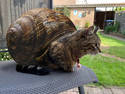 Snailcat