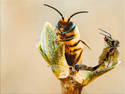 Making Honey