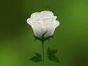 White Rose