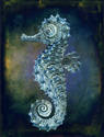 Seahorse