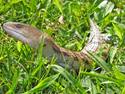 Blue Tongued Skink