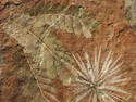 Jurassic Plant Fossils