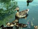 Duck Offspring